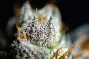 Trichome: Die Geheimnisse der Harzdrüsen und ihre Bedeutung für Cannabis