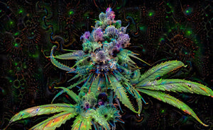 Sativa vs. Indica: Die Unterschiede und ihre Wirkung auf Körper und Geist