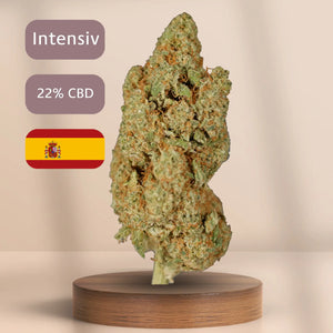 Intensiv duftende CBD-Blüte Blue Zushi mit 22 % CBD-Gehalt.