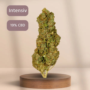 Girl Scout Cookies CBD-Blüte (19 % CBD) auf Podest, Sorte: Intensiv.