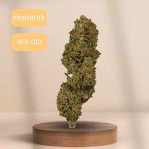 CBD-Blüte Limoncello – hochwertige, legale Indoor-Cannabisblüte mit zitronigem Aroma auf Holzpodest vor hellem Hintergrund