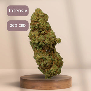 White Widow CBD-Blüte (26 % CBD) auf Podest, Sorte: Intensiv