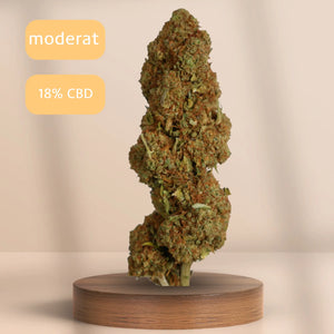 Gelato CBD-Blüte (18 % CBD) auf Podest, Sorte: moderat.