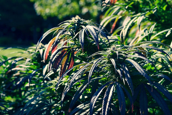 Cannabis Pflanzen richtig bewässern – Tipps für Anfänger & Fortgeschrittene