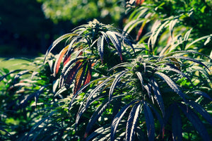 Cannabis Pflanzen richtig bewässern – Tipps für Anfänger & Fortgeschrittene