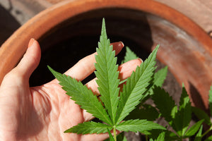 Cannabis im Mai anpflanzen – so gelingt der Start in die Outdoor-Saison