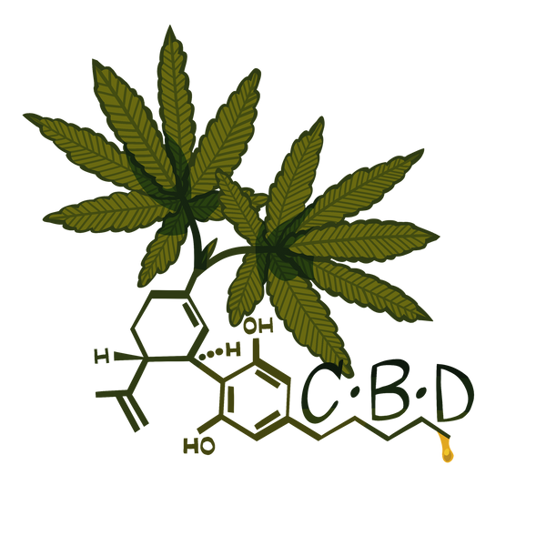 CBD Blüten: Wirkung, Anwendung und Kaufberatung für höchste Qualität
