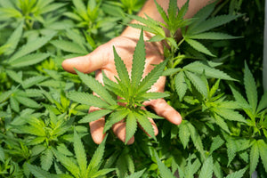 Wann und wie eine Cannabispflanze richtig geerntet wird – Der optimale Erntezeitpunkt