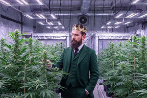 Hanf Blüten verwenden: Tipps & legaler Gebrauch