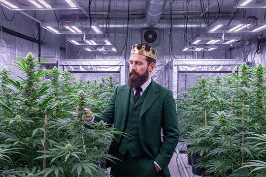 Hanf Blüten verwenden: Tipps & legaler Gebrauch