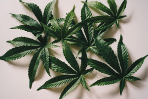 Lollipopping in der Cannabiszucht: Eine effektive Methode für höhere Erträge
