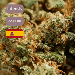 CBD-Blüte Blue Zushi mit 22 % CBD und intensivem Terpenprofi