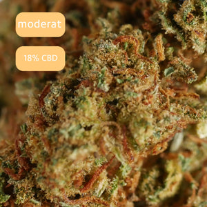 Gelato 41 CBD-Blüte mit macro objektiv (18 % CBD) auf Podest, Sorte: moderat.