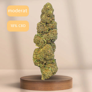 CBD Sorte Cotton Candy auf einem Podest 
