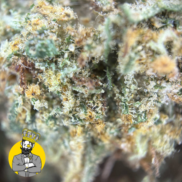 Gelato 41  - CBD - 0,0% THC
