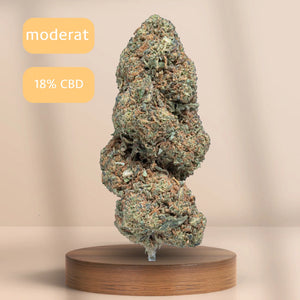 Gelato CBD-Blüte (18 % CBD) auf Podest, Sorte: moderat.