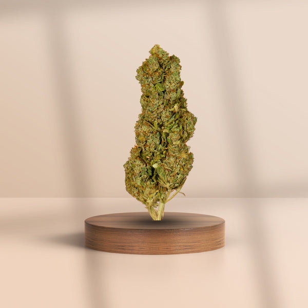 CBD-Blüte Girl Scout Cookie – kompakte, harzreiche Indoor-Cannabisblüte auf Holzpodest, legal & hochwertig in Premiumqualität