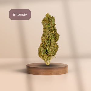 Girl Scout Cookie CBD Blüte mit hohem CBD-Gehalt – intensiv wirksame Sorte auf Holzpodest vor neutralem Hintergrund