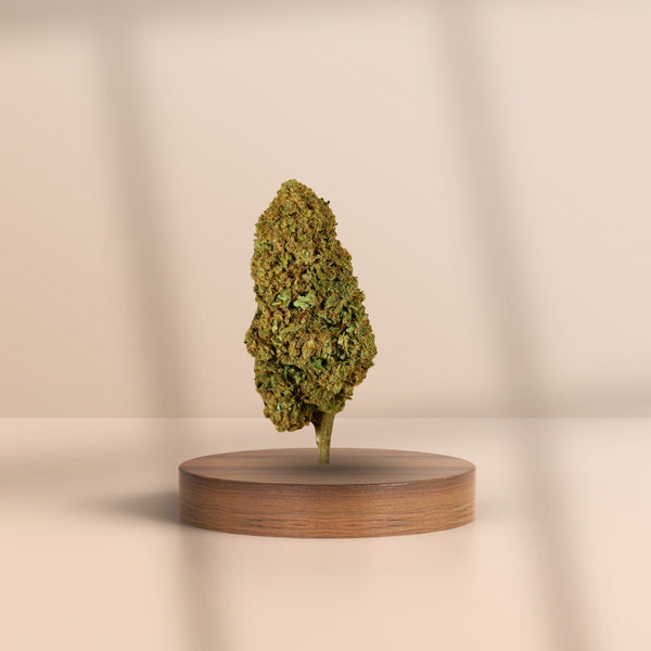 Gorilla Glue CBD-Blüte – kompakte, aromatische Indoor-Cannabisblüte in Nahaufnahme auf Holzpodest, 100 % legal & laborgeprüft
