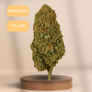 Gorilla Glue CBD-Blüte (17 % CBD) auf Podest, Sorte: moderat.
