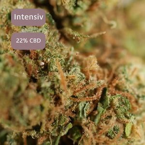 Makroaufnahme der CBD-Blüte „Gorilla Glue“ – harzreiches Blütenprofil, 0,0 % THC, laborgeprüft