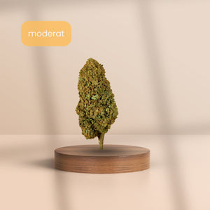 Gorilla Glue CBD Blüte mit mittlerem CBD-Gehalt – moderat starke Wirkung, dargestellt auf Holzpodest mit neutralem Hintergrund