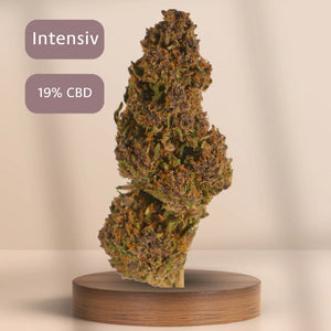 Cannabis Grape Soda ein intensiv 