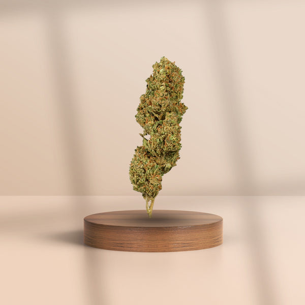 CBD-Blüte Limoncello – hochwertige, legale Indoor-Cannabisblüte mit zitronigem Aroma auf Holzpodest vor hellem Hintergrund