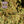 Mandarin Sunset Macro Bild des CBDBlüten Shops