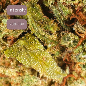 Octane Mint Sorbet Macro Bild des CBDBlüten Shops