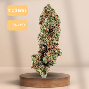 Skywalker CBD-Blüte (12 % CBD) auf Podest, Sorte: Intensiv.