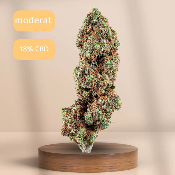 Skywalker CBD-Blüte (12 % CBD) auf Podest, Sorte: Intensiv.