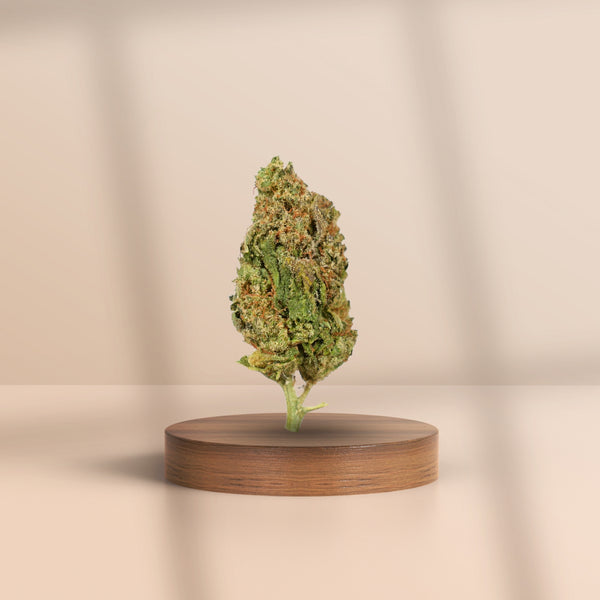 Hochwertige CBD-Blüte Wedding Cake auf Podest – legal & naturbelassen