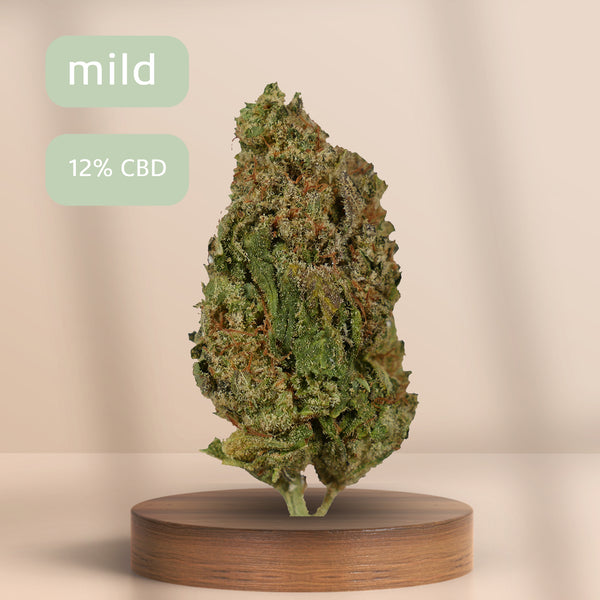 Hochwertige CBD-Blüte Wedding Cake auf Podest – legal & naturbelassen