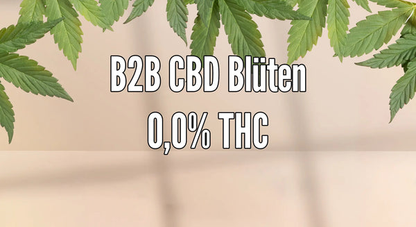 B2B CBD-Blüten – 0,0 % THC, grüne Hanfblätter oben vor beigem Hintergrund