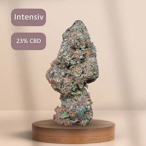 Sour Diesel CBD Blüte mit 23,8% CBD – grün-violette CBD-Blüte mit orangen Härchen und Trichomen